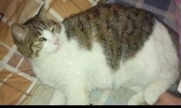 娱乐吃瓜猫咪,揭秘猫咪吃瓜背后的趣味世界