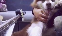 萌宠视频最近爆料在哪看,揭秘热门萌宠动态，快来一睹为快！