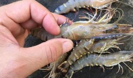 养殖对虾爆料方法视频教程,视频教程深度解析