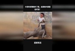 大鹅被大哥爆料视频播放,揭秘背后真相