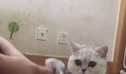 萌宠视频最近爆料在哪看,揭秘热门萌宠动态，快来一睹为快！