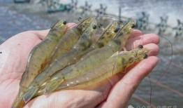 养殖对虾爆料方法视频教程,视频教程深度解析