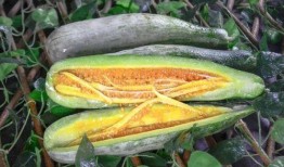 网红导管吃瓜,揭秘网络红人的幕后生活