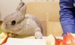 吃鸡皮肤爆料最新兔子,吃鸡新皮肤兔子版惊艳亮相