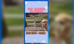 吃瓜群众娱乐微信,揭秘娱乐圈幕后故事，带你领略明星生活点滴