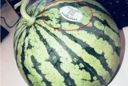 网红导管吃瓜,揭秘网络红人的幕后生活