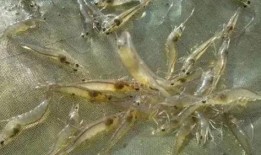 养殖对虾爆料方法视频教程,视频教程深度解析