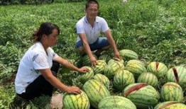 安海网红吃瓜事件