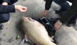 重庆大鲤鱼爆料视频播放,揭秘幕后真相