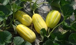 小蓝鸟免费吃瓜渠道,畅享独家娱乐盛宴！