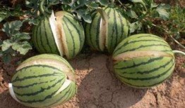 榆次吃瓜最新事件爆料是真的吗,真相揭秘还是网络谣言？