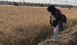 稻田网红吃瓜事件,一场网络狂欢背后的真相揭秘