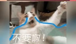 直播吃娱乐瓜,娱乐资讯一网打尽
