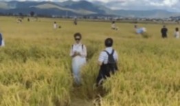 稻田网红吃瓜事件,一场网络狂欢背后的真相揭秘