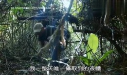 森林全集在线观看,在线观看，探索自然奥秘的奇幻之旅